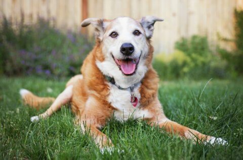 Sterilizzazione E Castrazione Cane Quando E Perch Effettuarla