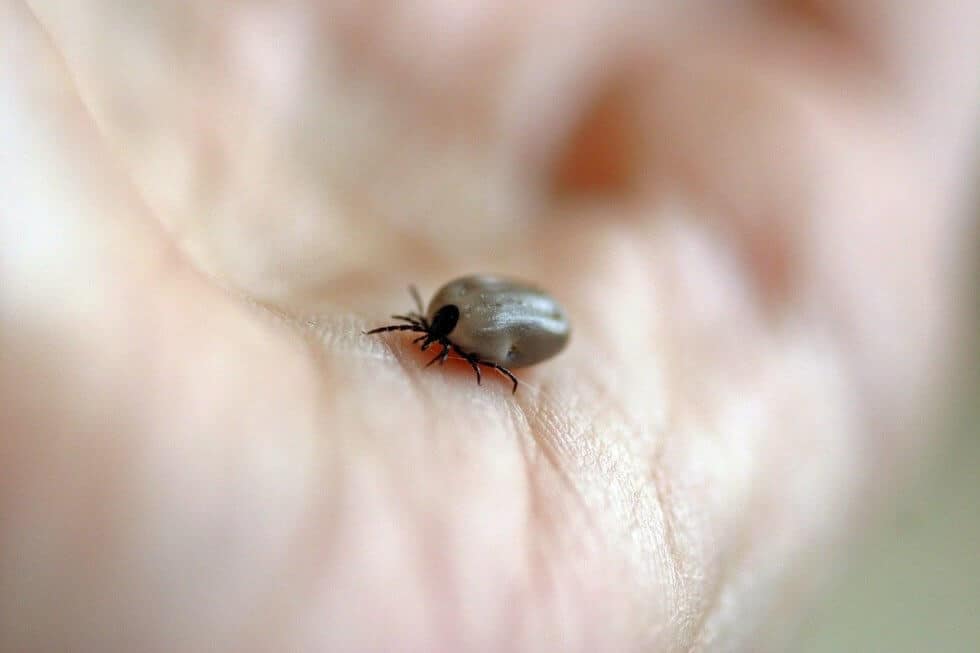 Come Vedono I Gatti Caratteristiche Della Vista E Spettro Colori