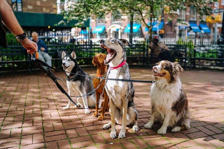 Perchè i cani tremano cause soluzioni e rimedi DoctorVet