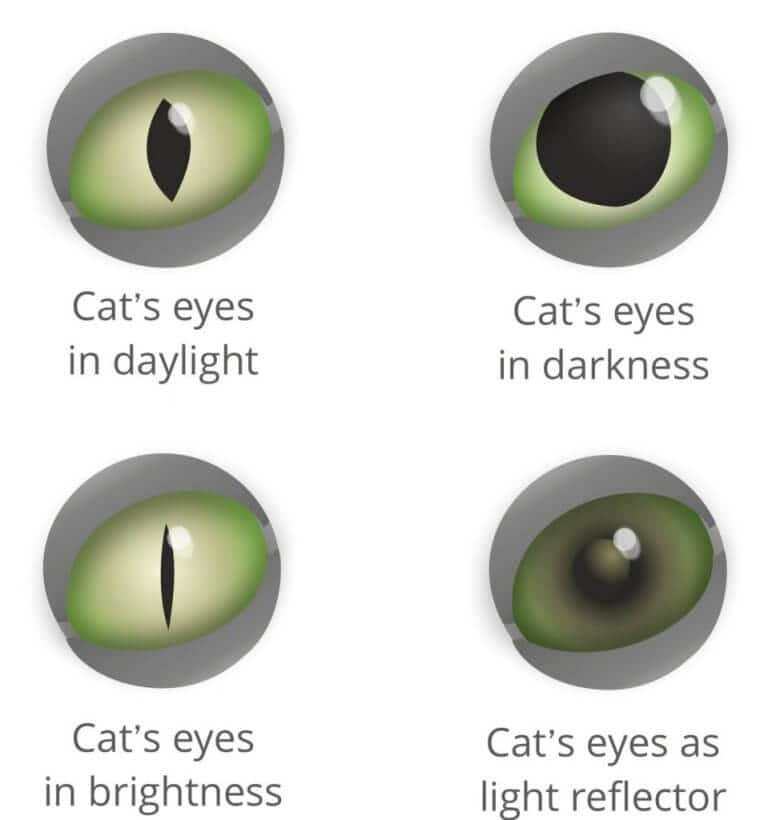 Come Vedono I Gatti Caratteristiche Della Vista E Spettro Colori