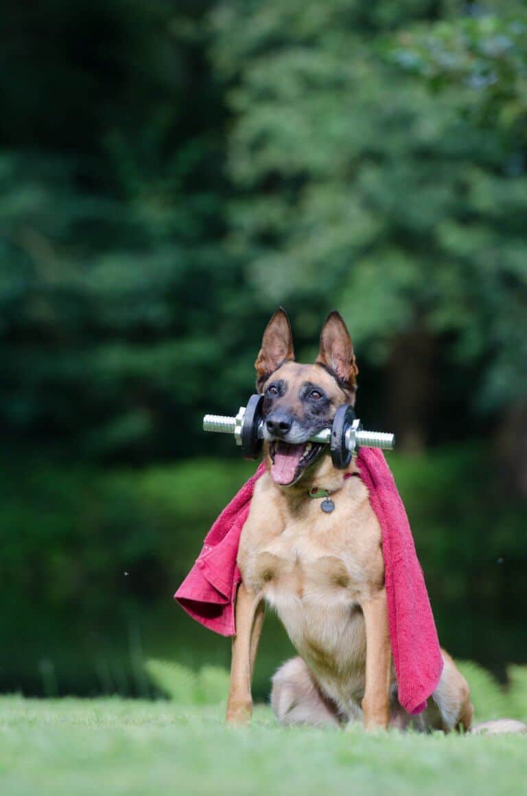 convulsioni - pronto soccorso veterinario