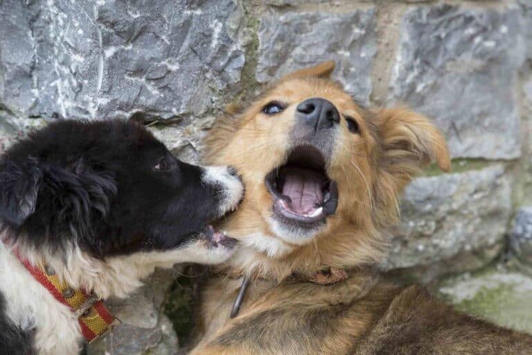 come curare un morso di un cane