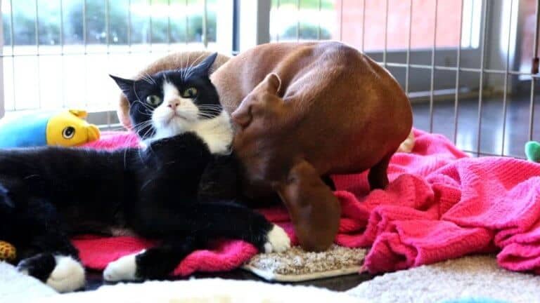 gatti e cani disabili - come aiutare