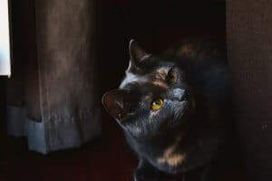 insufficienza-renale-gatto-nero