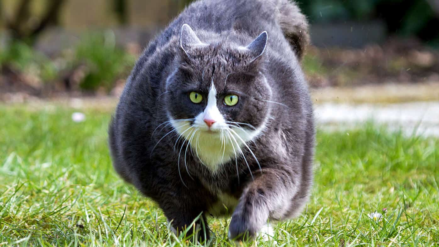 obesità e sovrappeso nei cane e nel gatto