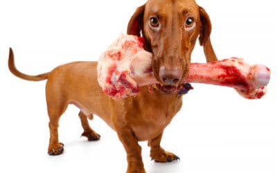 È sicuro dare al cane le ossa da masticare?