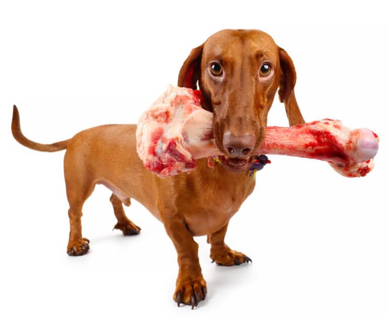non dare le ossa al cane