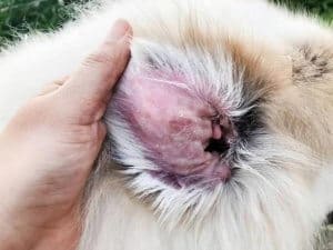 otite dermatite da malassezia cane