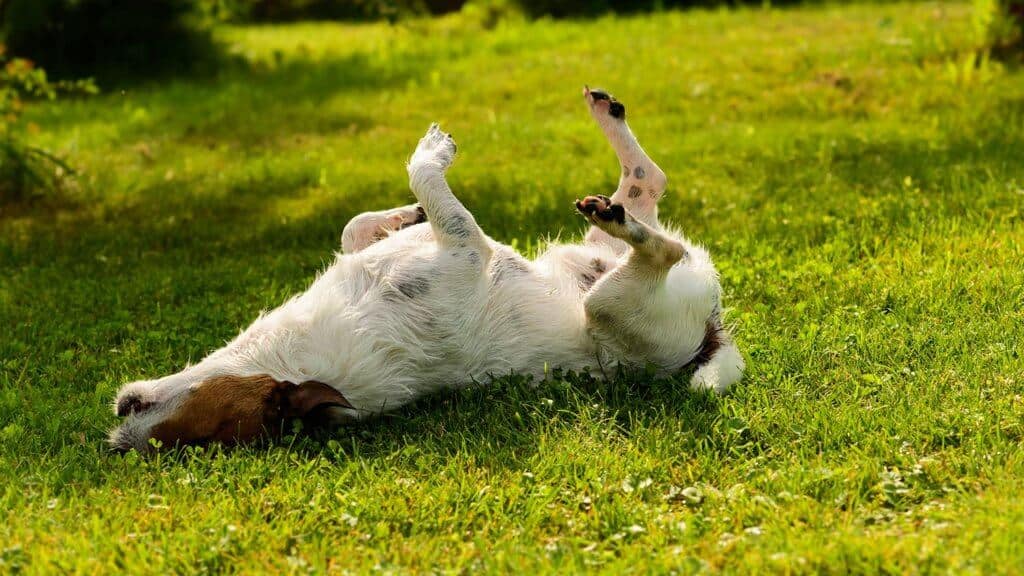 come trattare linfezione da lievito per cani sui piedi