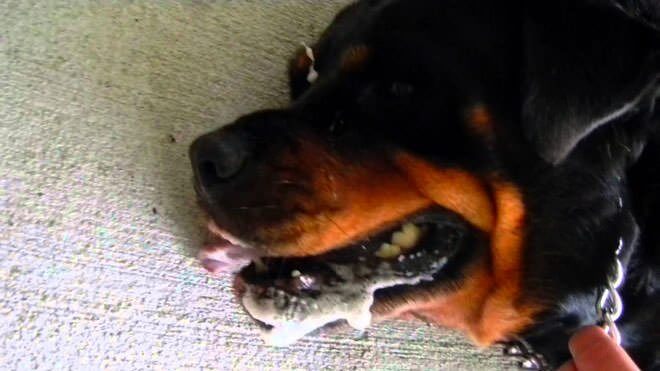 sintomi convulsioni cane