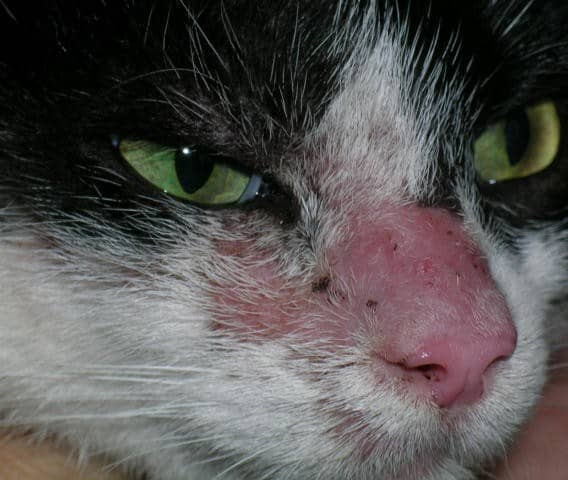 tigna dermatofitosi nel gatto