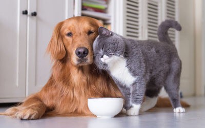 Alimentazione nel Cane e nel Gatto Adulto