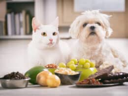 alimenti-tossici-pericolosi-nocivi-per-cani-gatti