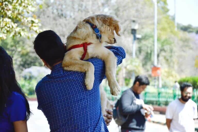 drvet -proteggi il tuo cane