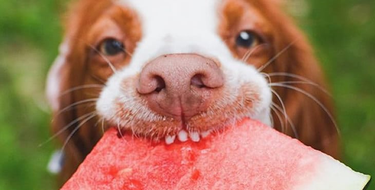 8 frutti consigliati per il cane | DoctorVet