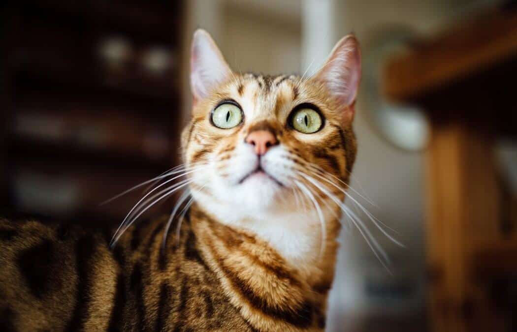 MIAGOLIO GATTO SCARICARE