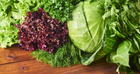 lattuga alimentazione salutare cane gatto