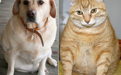 Prevenzione al sovrappeso e obesità – Cani e Gatti