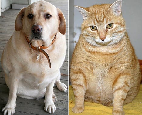 obesità sovrappeso cane gatto