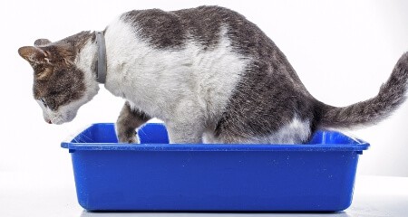 problemi urinari flutd gatto