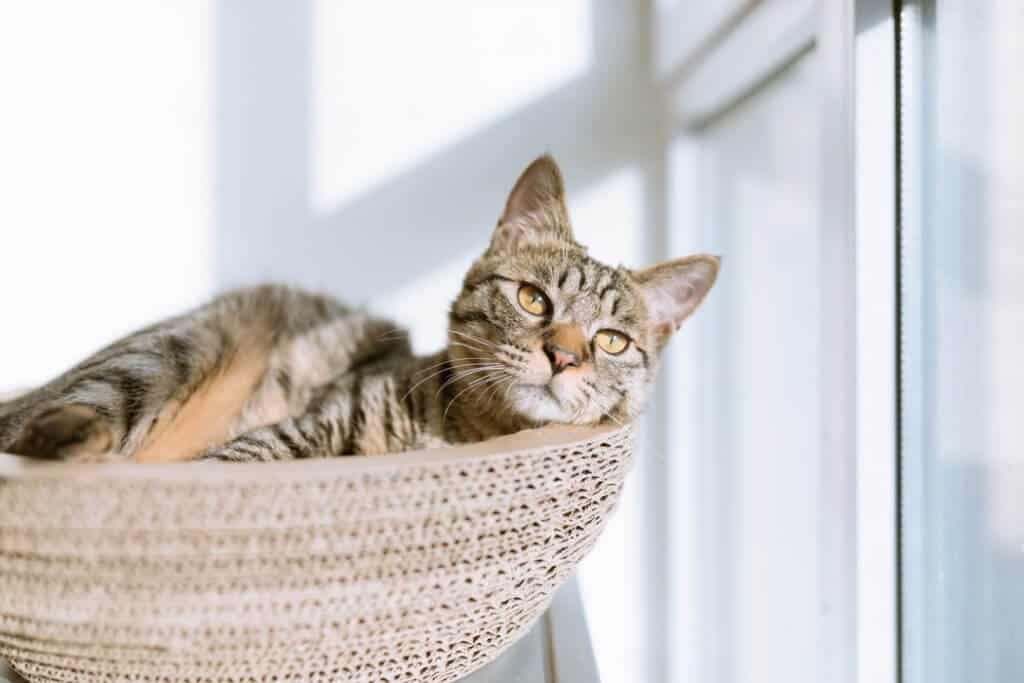 cause di perdita di peso nei gattini