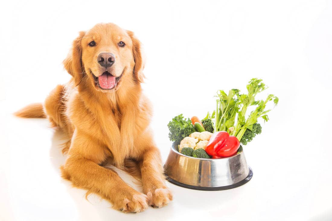verdure alimentazione cane gatto