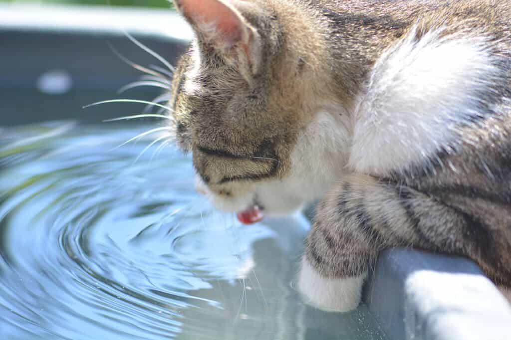 Come Curare E Prevenire La Disidratazione Nei Cani Doctorvet