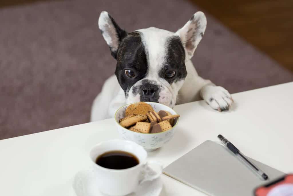 Alimentazione Cane E Gatto Con Problemi Al Fegato Doctorvet