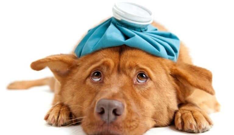 pronto-soccorso-veterinario-doctorvet
