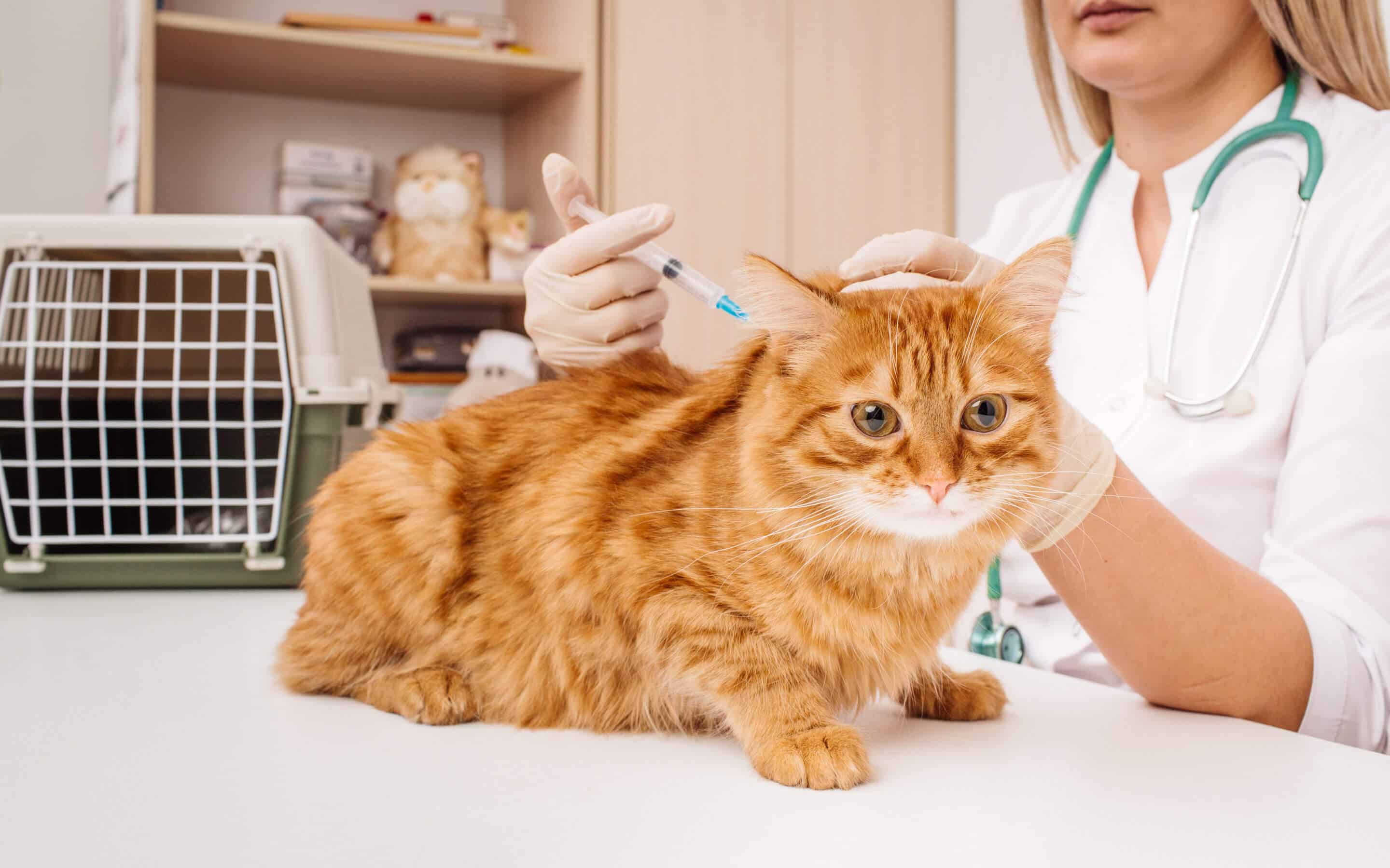 Ветеринар усыпить кошку. Кот в ветклинике. Кошка в клинике. Кошка Ветеринария. Животные в ветклинике.