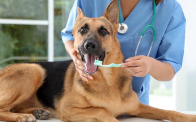 Guida all’igiene orale del cane – Detartrasi