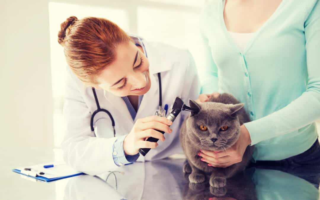 Come Pulire le Orecchie al Gatto DoctorVet