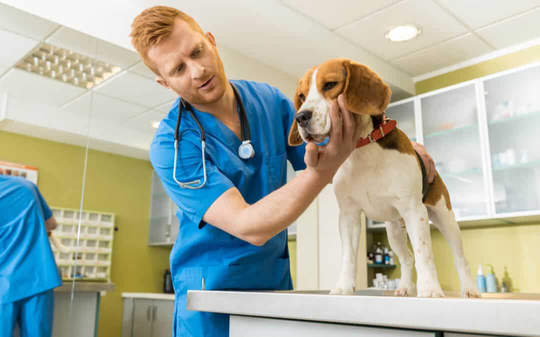 perdita di peso e aumento dell appetito nei cani