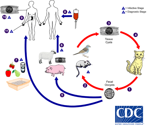 Ciclo della vita del Toxoplasma 
