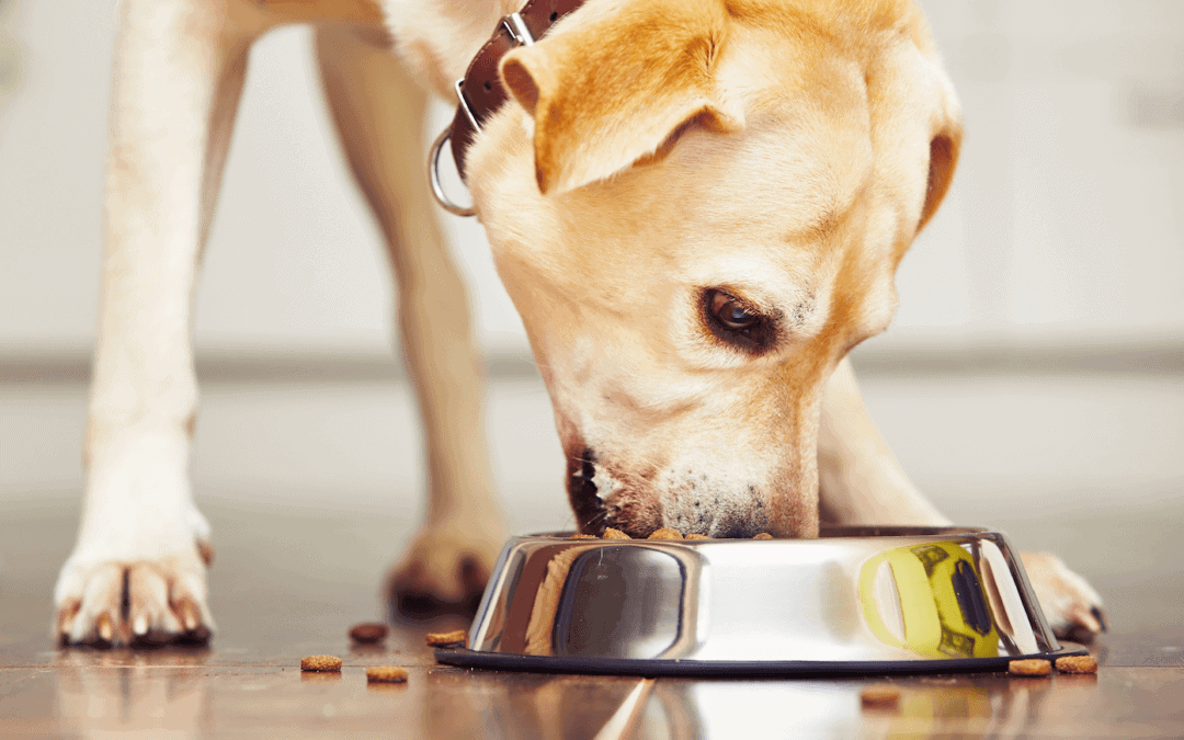 dieta per cani con problemi ai reni