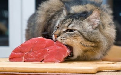 Quali alimenti possono mangiare i gatti