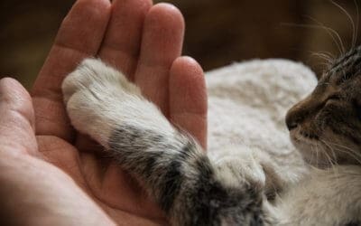 Artrite, Cura e Prevenzione nei Gatti e nei Cani