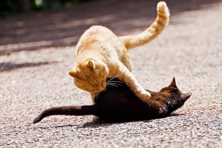 bartonella hensellae trasmessa combattimento gatti