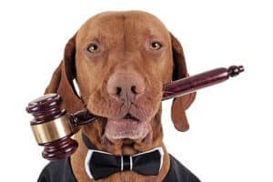 cane morde persona - legge rischi e risarcimento