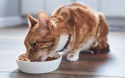 Come leggere le etichette dei cibi e degli alimenti per gatti