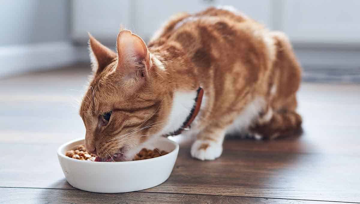 come leggere le etichette del cibo e alimenti del gatto