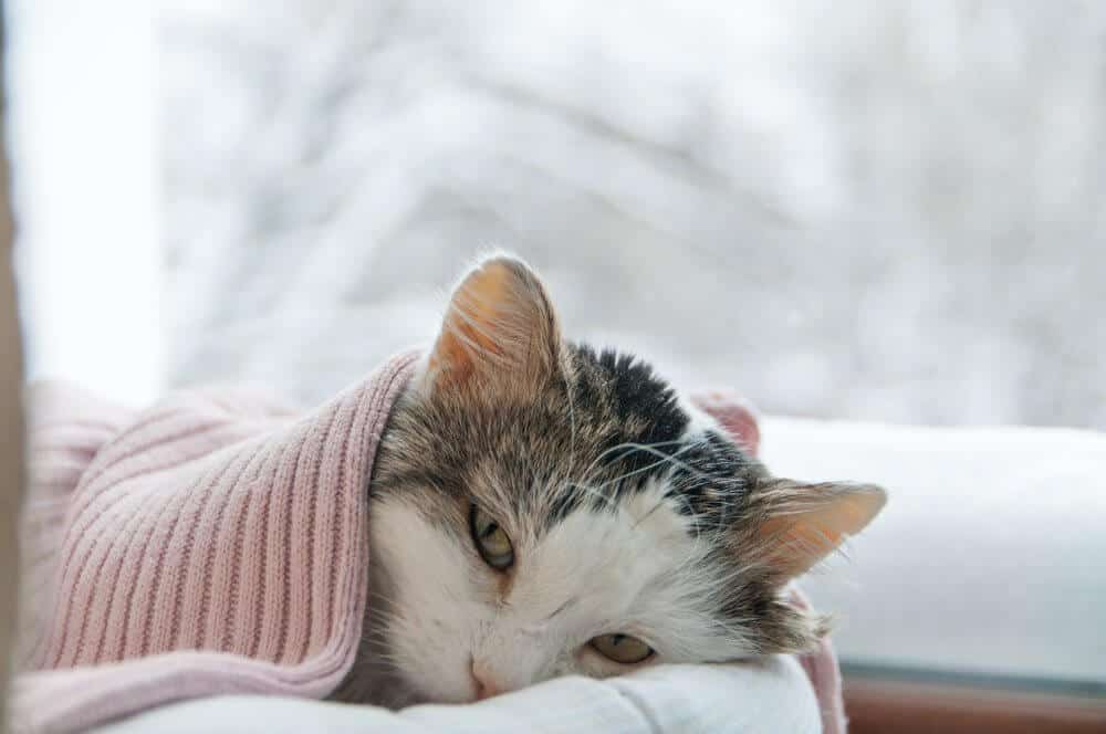 sintomi cura febbre gatto