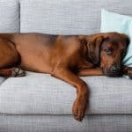 ipertiroidismo nel cane, cause, sintomi e trattamenti