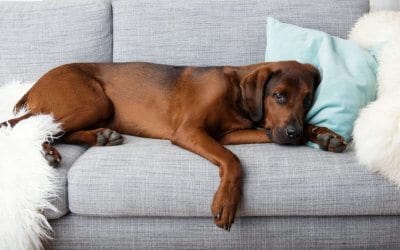 Ipertiroidismo nel cane: sintomi, cura e prevenzione