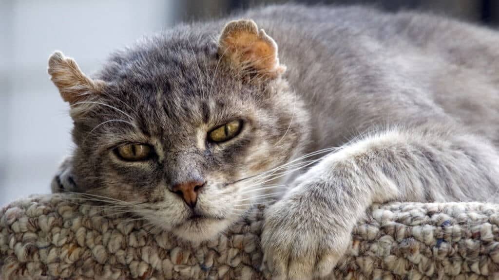 gatto della vescica bloccato