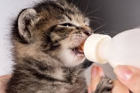 svezzamento gatto latte