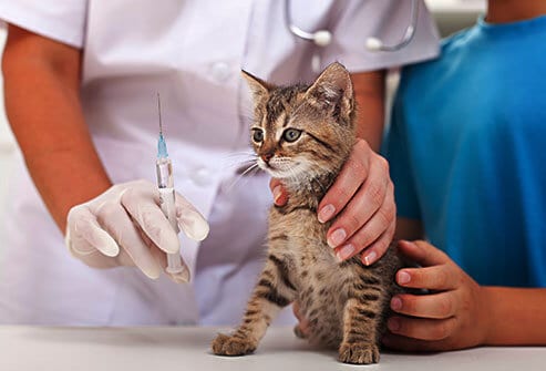 vaccinazioni gatto trivalente e pentavalente