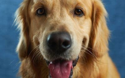 Crisi epilettiche e convulsioni nel cane: gestione, prevenzione e controllo