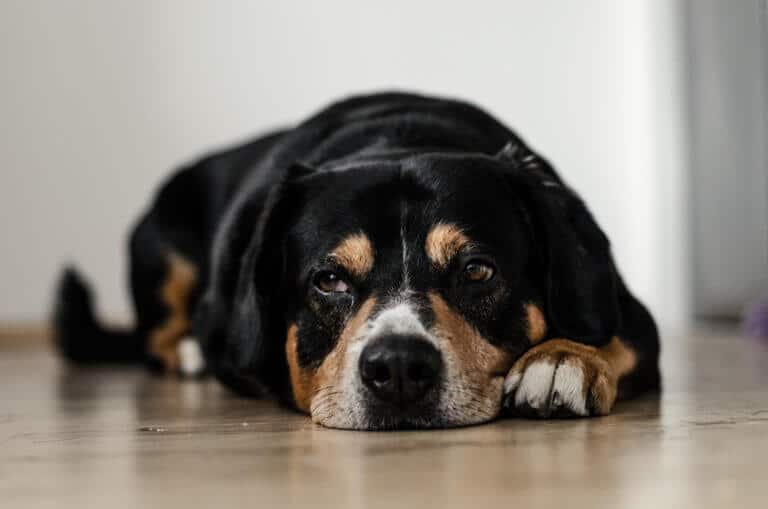 manovra di heimlich se il cane soffoca