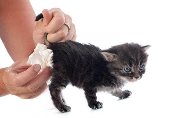 diarrea nel gatto cucciolo
